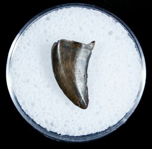 Dromaeosaur/Raptor Tooth From Montana #3433